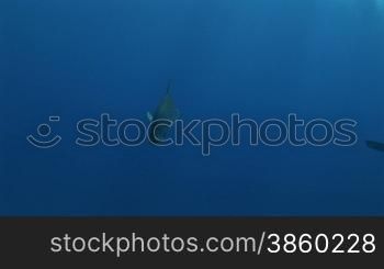 Korallen und jack blue, Blauflossen Makrelen, Caranx melampygus, im Meer