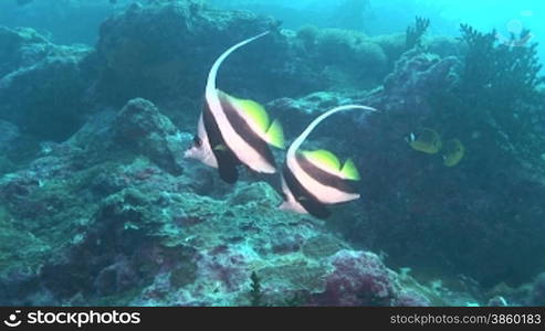 Korallen und Wimpelfische, Heniochus acuminatus, im Meer