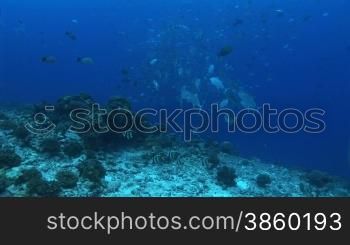 Korallen und Wimpelfische, Heniochus acuminatus, im Meer