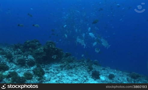 Korallen und Wimpelfische, Heniochus acuminatus, im Meer