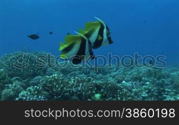 Korallen und Wimpelfische, Heniochus acuminatus, im Meer