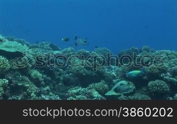 Korallen, verschiedene Fischarten und Barrakuda, Sphyraena genie, im Meer