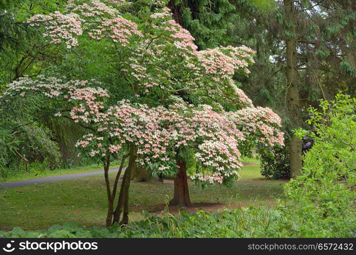 Korean Dogwood tree in botanical garden Dublin, Ireland