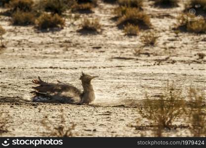 Kori bustard grooming in sand dust in Kgalagadi transfrontier park, South Africa ; Specie Ardeotis kori family of Otididae. Kori bustard in Kgalagadi transfrontier park, South Africa