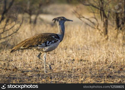 Kori bustard in Kruger National park, South Africa ; Specie Ardeotis kori family of Otididae. Kori bustard in Kruger National park, South Africa