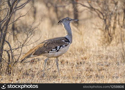 Kori bustard in Kruger National park, South Africa ; Specie Ardeotis kori family of Otididae. Kori bustard in Kruger National park, South Africa