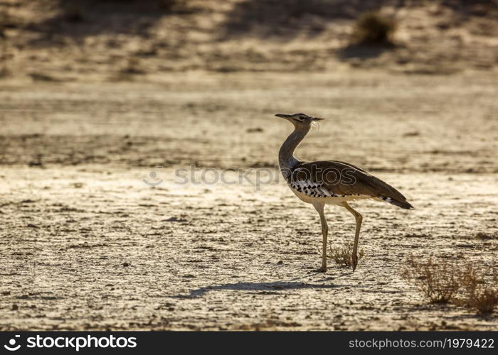 Kori bustard walking backlit in dry land in Kgalagadi transfrontier park, South Africa ; Specie Ardeotis kori family of Otididae. Kori bustard in Kgalagadi transfrontier park, South Africa