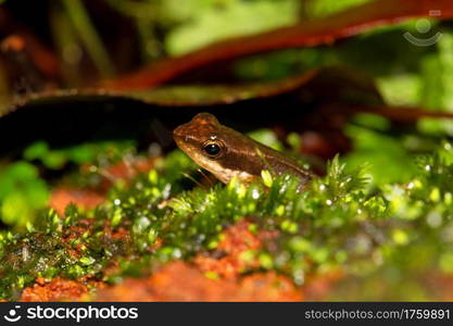 Kottigehara dancing frog or Kottigehar torrent frog, Micrixalus kottigeharensis, Agumbe Karnataka, India. Conservation status: Critically Endangered