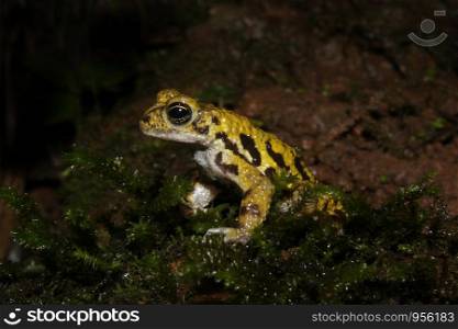 Koyana Toad (Bufo koynayensis) Bufo koynayensis is a species of toad in the Bufonidae family. It is endemic to India. Its natural habitats are subtropical or tropical moist lowland forests,subtropical or tropical moist montanes, subtropical or tropical