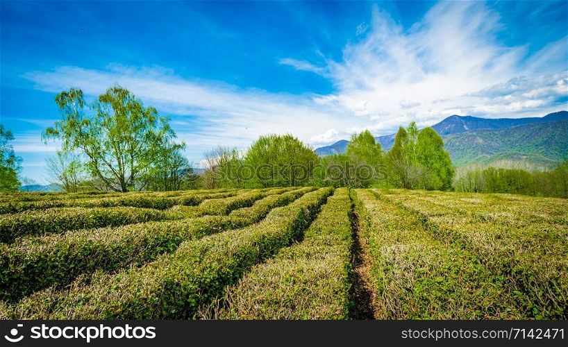 Krasnodar tea plantations in Solokhaul