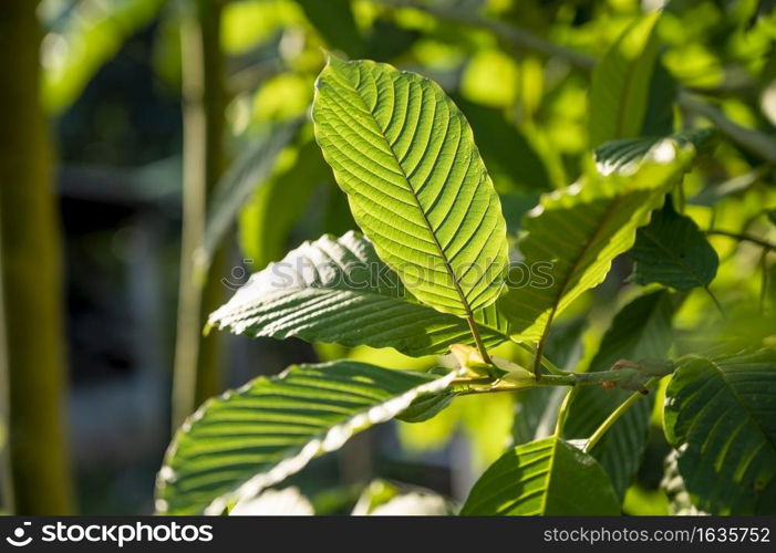 Kratom (Mitragyna speciosa) green Is a type of drug