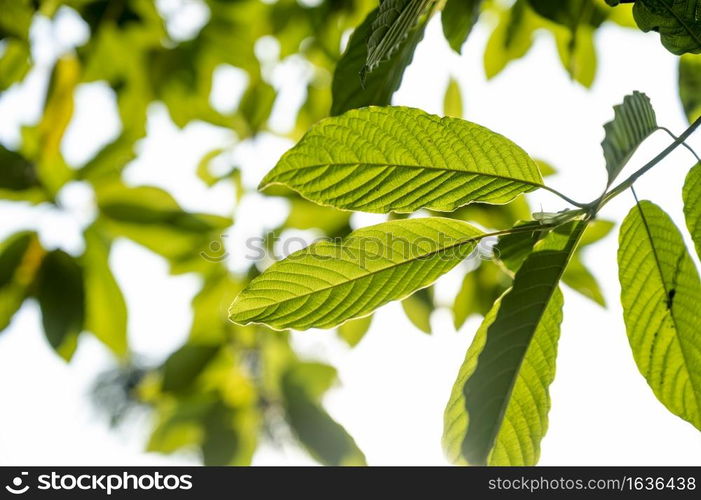 Kratom (Mitragyna speciosa) green Is a type of drug