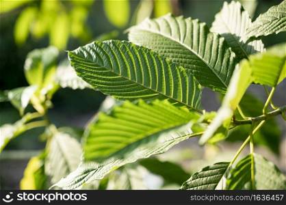 Kratom (Mitragyna speciosa) green Is a type of drug