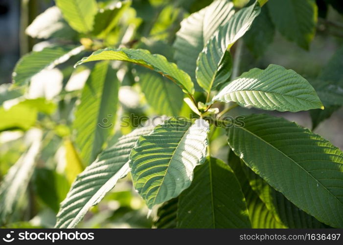 Kratom (Mitragyna speciosa) green Is a type of drug