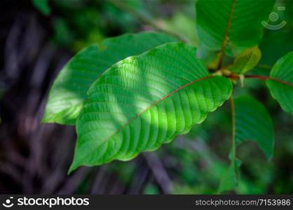 Kratom (Mitragyna speciosa) green Is a type of drug