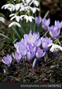 Krokus-und-Schneegloeckchen. lilac crocus and snowdrops in a garden