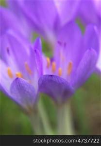 Krokusblueten_schemenhaft. purple crocus flowers in a meadow