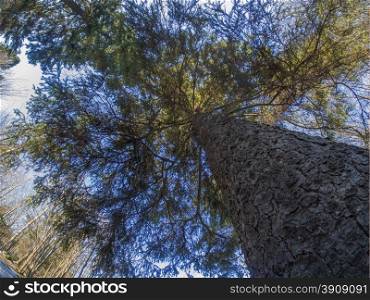 Kroon spruce