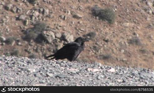 KrShe auf Fuerteventura, Vogel im Gebirge
