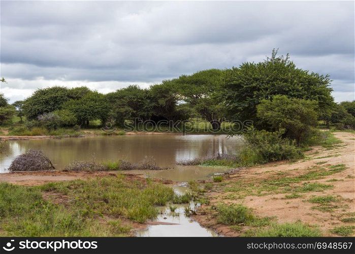 kruger national park in south africa . pond and green forest in tropical south africa