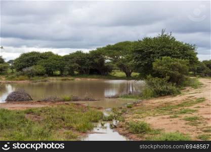 kruger national park in south africa . pond and green forest in tropical south africa