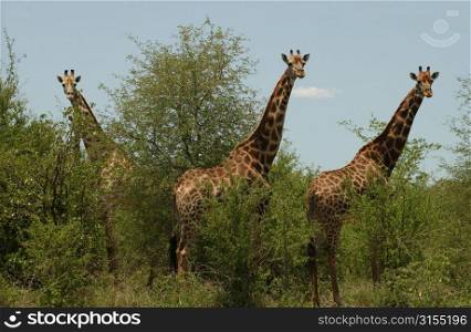 Kruger National Park - South Africa - Giraffe