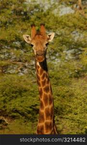 Kruger National Park - South Africa - Giraffe
