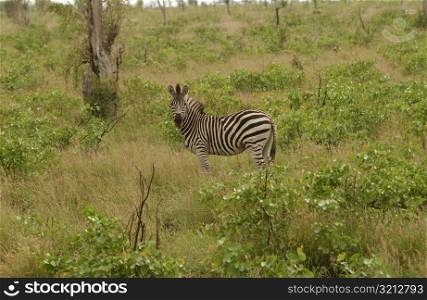 Kruger National Park, South Africa - Zebra