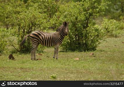 Kruger National Park, South Africa - Zebra