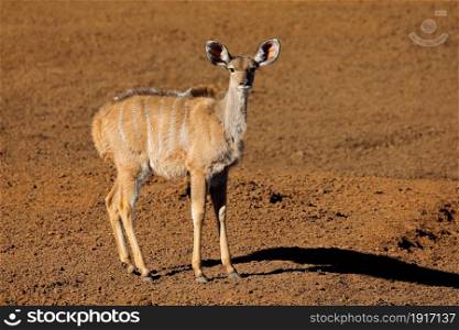 Kudu antelope (Tragelaphus strepsiceros) in natural habitat, Mokala National Park, South Africa