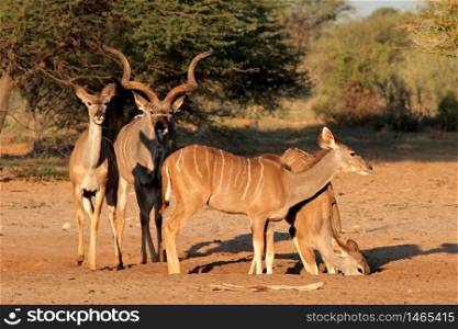 Kudu antelopes (Tragelaphus strepsiceros) in natural habitat, South Africa