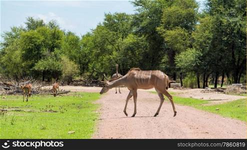Kudu at the Gaborone Game Reserve in Gaborone, Botswana