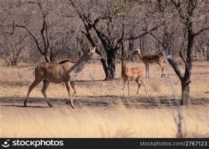 Kudu Ewe Walking Past Alert Impala Ram