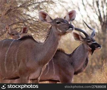 Kudu Ewe with Bull in Background onder Busveld Thorn Tree