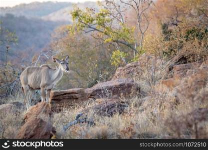 Kudu female chewing on a bone in the Welgevonden game reserve, South Africa.
