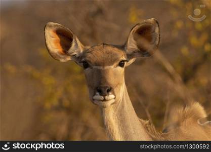 Kudu or Greater Kudu Female, Tragelaphus strepsiceros, Kruger National Park, South Africa