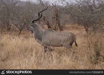 Kudu or Greater Kudu, Tragelaphus strepsiceros, Kruger National Park, South Africa