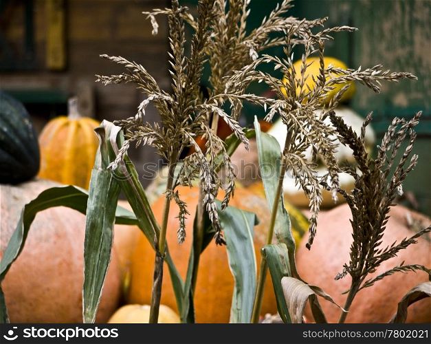 Kuerbis-Gras. pumpkins behind grass in autumn