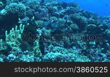 Kugelfisch, Porcupinefish ( Diodon nicthemerus) am Korallenriff.