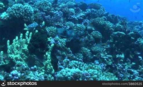 Kugelfisch, Porcupinefish ( Diodon nicthemerus) am Korallenriff.
