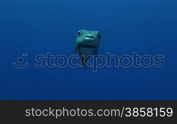 Kugelfisch, Porcupinefish ( Diodon nicthemerus) im Meer.