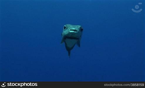 Kugelfisch, Porcupinefish ( Diodon nicthemerus) im Meer.