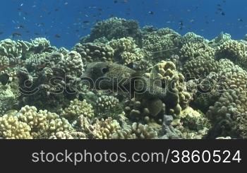 Kugelfisch, Porcupinefish ( Diodon nicthemerus) und Fischschwarm, am Korallenriff.
