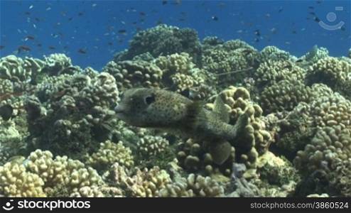 Kugelfisch, Porcupinefish ( Diodon nicthemerus) und Fischschwarm, am Korallenriff.