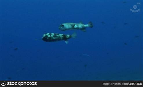 Kugelfische, Porcupinefish ( Diodon nicthemerus) im Meer.
