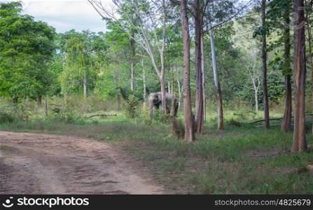 Kui Buri Elephant National Park Thailand. Kui Buri Elephant National Park Thailand.