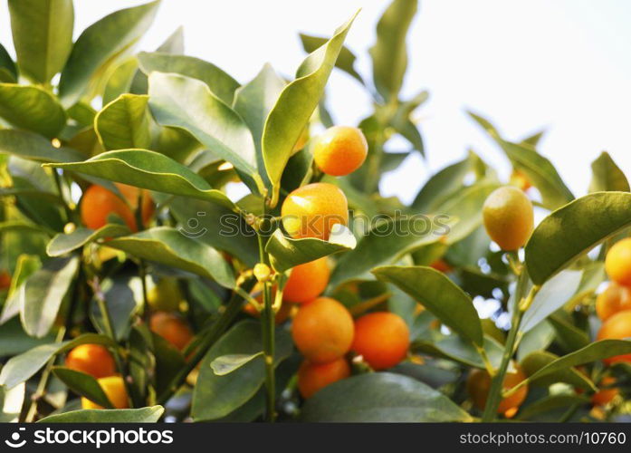 Kumquat