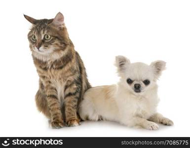 Kurilian Bobtail and chihuahua in front of white background