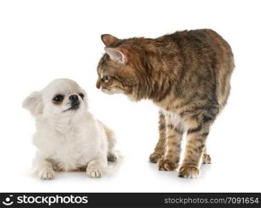 Kurilian Bobtail and chihuahua in front of white background