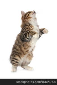 Kurilian Bobtail in front of white background